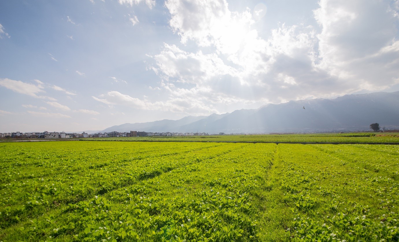 Super-support for the soil